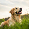 Understanding What Puts Weight on a Dog: A Comprehensive Guide