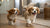 Understanding Why Do Dogs Take Kibble Out of Bowl: Insights for Pet Owners