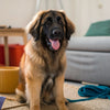 Understanding Why Do Vets Recommend Kibble: A Comprehensive Guide for Pet Owners