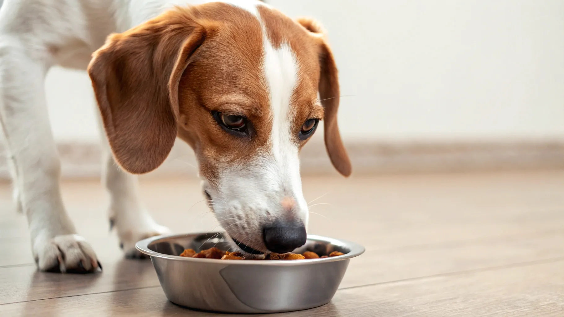 Effects Of Anxiety On Canine Eating Habits preview