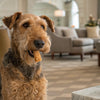 Understanding Why Does My Dog Throw Up After Eating Wet Food