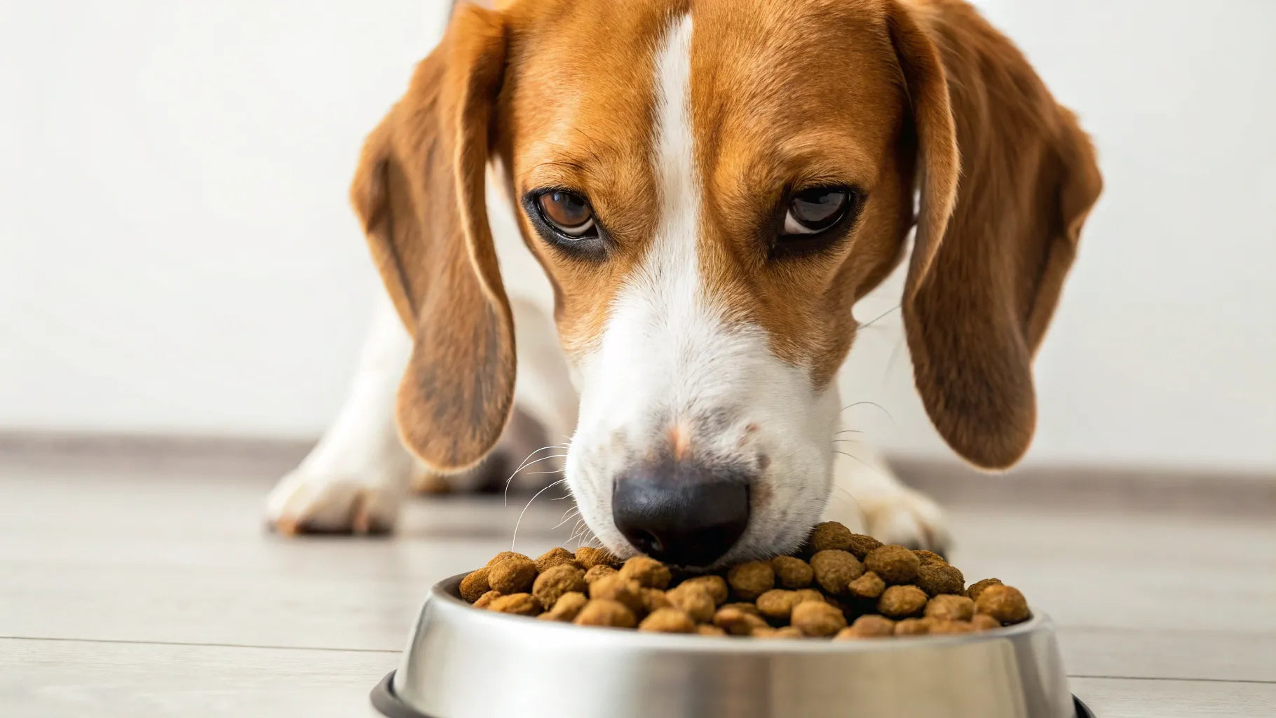 How to Get My Dog to Chew His Food: Simple Tips That Work Fast