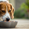 Understanding Why Dogs Need Grain-Free Food: A Comprehensive Guide for Pet Owners