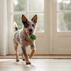 Understanding Why Wet Dog Food Is So Expensive: A Thoughtful Look for Pet Parents