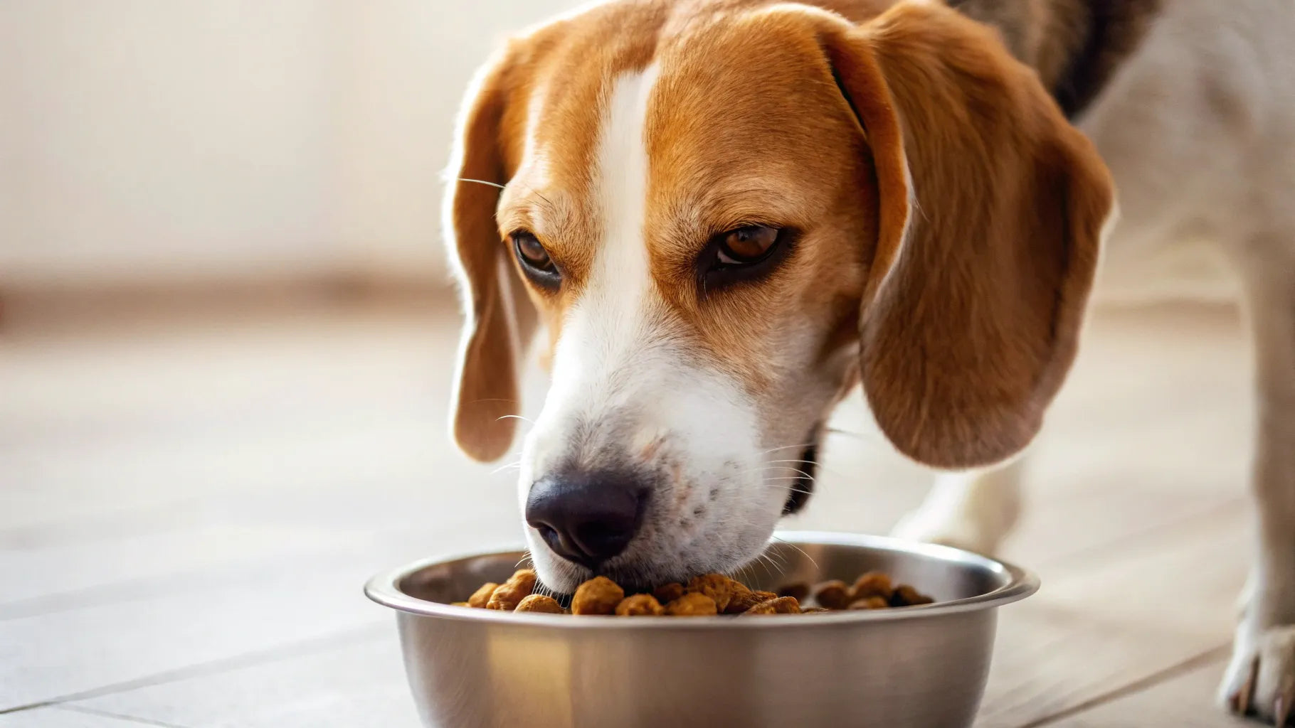 Wet food for puppies, seniors, and dogs with health issues