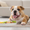 Understanding Why Won't My Dog Eat Wet Food: Insights and Solutions for Concerned Pet Owners