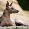 Understanding Xoloitzcuintli Health Problems: A Comprehensive Guide for Pet Owners