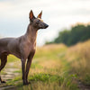 Understanding Xoloitzcuintli Temperament: A Comprehensive Guide for Dog Lovers