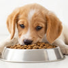 What Age Can Puppies Eat Dry Dog Food? A Comprehensive Guide to Puppy Nutrition
