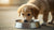 What Age Do Puppies Eat Regular Dog Food? A Comprehensive Guide