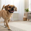 What Are Good Dog Treats for Training: An In-Depth Guide for Pet Parents