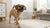 What Are Good Dog Treats for Training: An In-Depth Guide for Pet Parents
