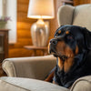 What Berries Can Dogs Eat? A Comprehensive Guide for Pet Owners