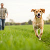 What Can Make a Dog Lose Weight Fast: A Comprehensive Guide for Pet Owners