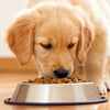 What Dog Food is Best for Golden Retriever Puppy: A Comprehensive Guide