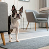 What Fruit Dogs Can Eat: A Comprehensive Guide for Pet Parents