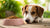 What Happens If a Dog Eats Dry Cat Food?