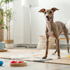 What Happens If Canned Dog Food Freezes? Understanding the Impact on Your Dog’s Meal
