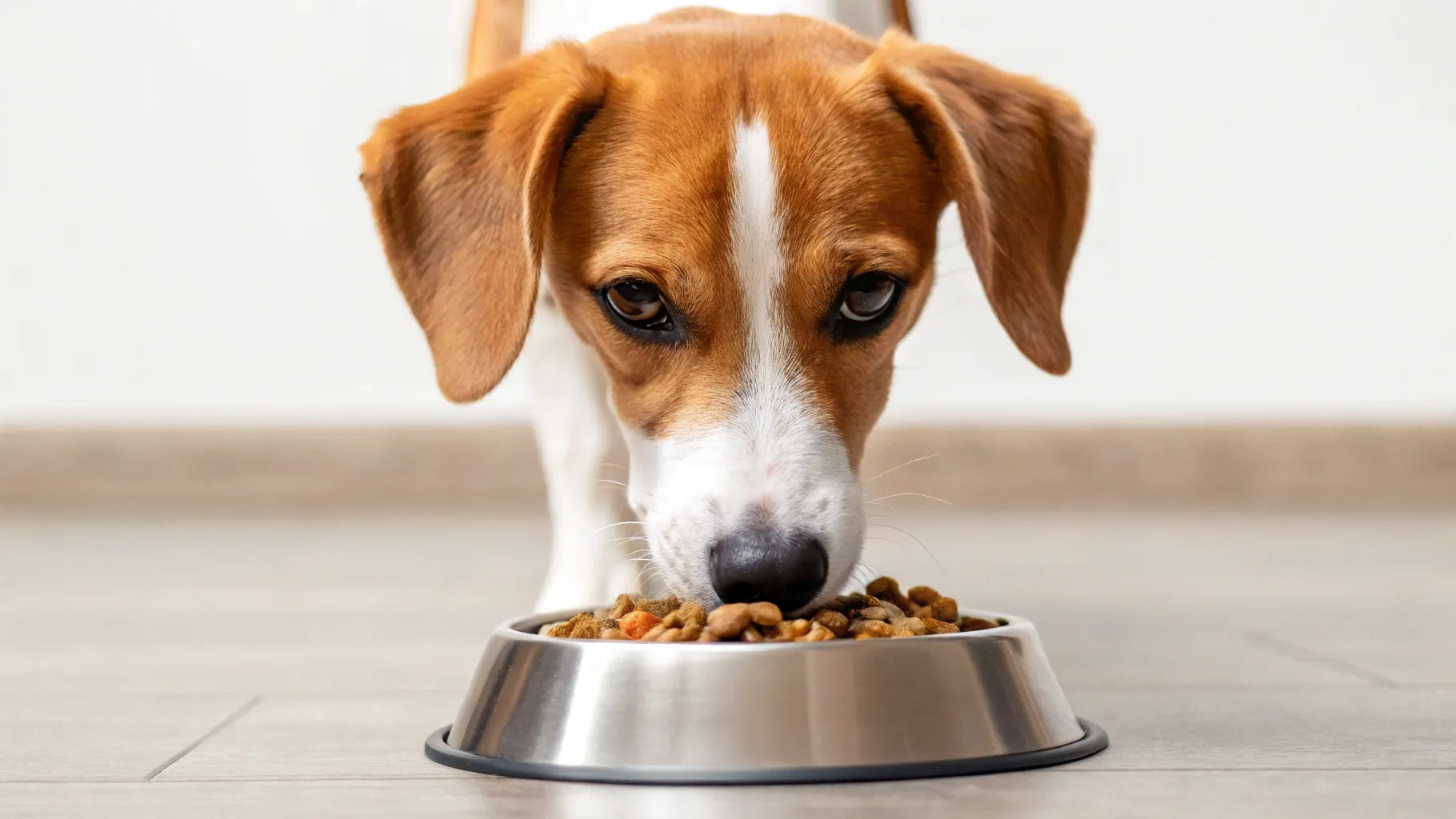 What Happens If Dogs Eat Hot Food? Understanding the Risks and Safe ...