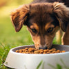 What Happens If You Give an Adult Dog Puppy Food?