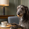 What Human Food Can Dogs Eat? A Comprehensive Guide for Pet Owners