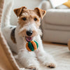 What is Freeze-Dried Dog Food? Understanding Its Benefits and Drawbacks