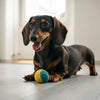 What Is In Grain Free Dog Food? Understanding Ingredients, Benefits, and Considerations