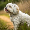 What is the Average Weight of a Havanese Dog? Understanding This Charming Breed