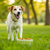 What is the Best Dog Food for Losing Weight? A Comprehensive Guide for Pet Owners