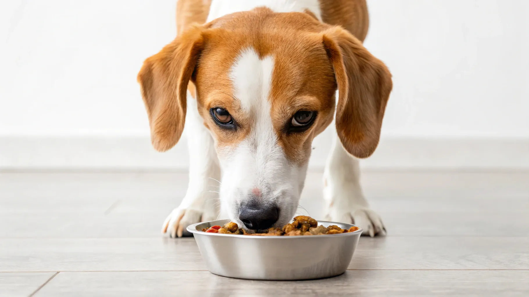 Best Dog Food for Dogs to Lose Weight: Top Healthy Picks
