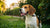What is the Best Dry Dog Food for Beagles? A Comprehensive Guide for Pet Owners