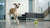What is the Best Dry Dog Food for Large Dogs?