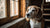 What is the Best Dry Dog Food for Puppies? A Comprehensive Guide for Pet Parents
