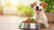 What is the Best Healthy Weight Dog Food? A Comprehensive Guide for Pet Parents