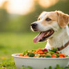 What is the Best Weight Gainer for Dogs? A Comprehensive Guide for Pet Owners