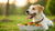 What is the Best Weight Gainer for Dogs? A Comprehensive Guide for Pet Owners