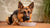 What is the Best Wet Dog Food for German Shepherds? Elevate Your Dog's Dining Experience