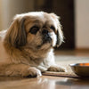 What is the Healthiest Dry Dog Food? A Comprehensive Guide for Pet Owners