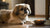 What is the Healthiest Dry Dog Food? A Comprehensive Guide for Pet Owners