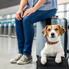 What is the Weight Limit for a Dog to Fly? A Comprehensive Guide for Pet Owners