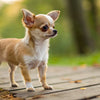 What is the Weight of the Smallest Dog? Exploring the World of Tiny Breeds