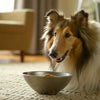 What Is Wet Dog Food Made Of? Understanding Ingredients, Production, and Benefits for Your Dog’s Health