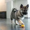 What Meat Can Dogs Eat? A Comprehensive Guide for Pet Owners