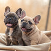 What Raw Food is Good for Dogs: A Comprehensive Guide