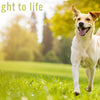 What's the Best Dog Food for Weight Loss? A Comprehensive Guide for Pet Owners
