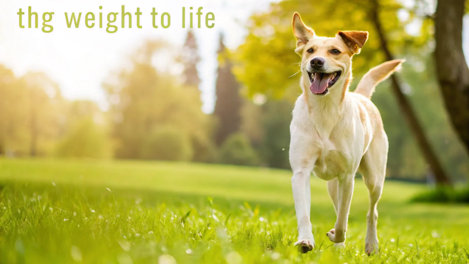 Top Rated Weight Loss Dog Food Guide: Best Picks for Healthy Pets