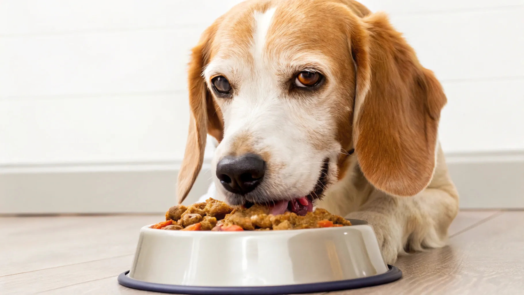 Best Wet Dog Food For Senior Dogs: Top Nutritious Picks 2025