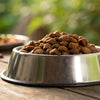 What to Look for in Wet Dog Food: A Comprehensive Guide for Pet Owners