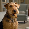 What Treats to Use for Dog Training: Elevate Your Training Sessions with the Right Rewards
