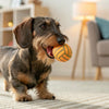 When Can Puppies Have Bully Sticks? A Comprehensive Guide for Pet Owners